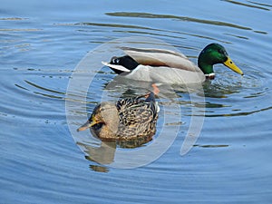 Pair of ducks swimming in the lake