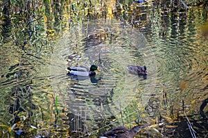 Pair ducks swimming together in pond lake. Mallard ducks family in water with green reflections