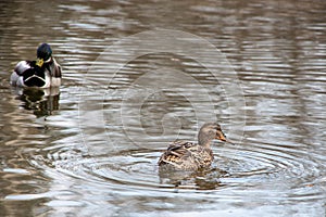 A pair of ducks swims in the water, one duck searches for food, the second duck cleans feathers. Selective focus