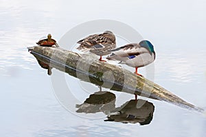 Pair of ducks and turtle on the autumn river