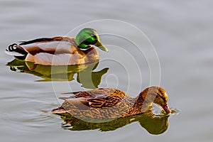 Pair of ducks on water