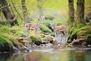 pair of duikers grazing near a brook