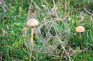 A pair of dung roundhead mushrooms Protostropharia semiglobata