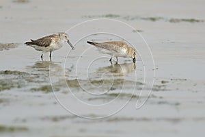 Pair of Dunlins feeding in shallow water