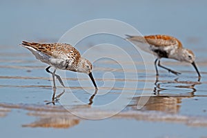 Pair of Dunlins Foraging