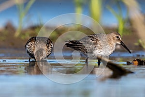 Pair Of Dunlins On A Sunny Day