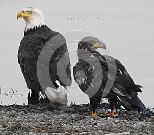 Pair of Eagles