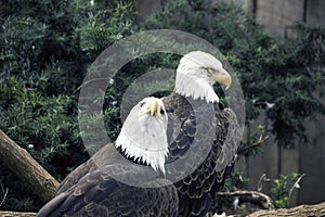 Pair of Eagles