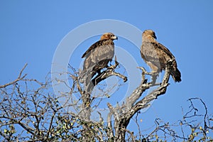 A pair of Eagles