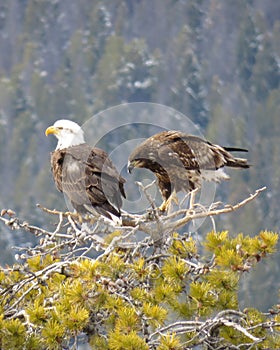 Pair of Eagles on top of tree hunting photo