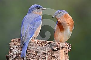 Pair of Eastern Bluebird photo