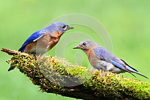 Pair of Eastern Bluebird