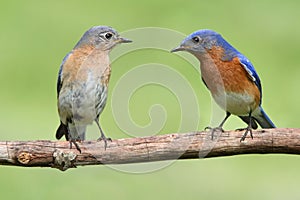 Pair of Eastern Bluebird