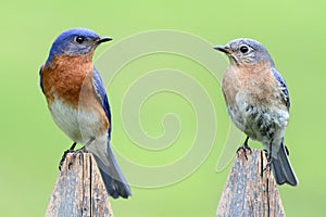 Pair of Eastern Bluebird photo