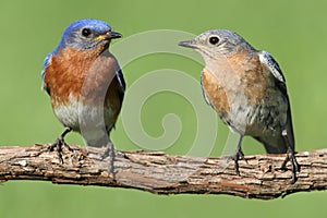 Pair of Eastern Bluebird