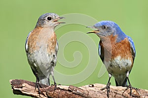 Pair of Eastern Bluebird