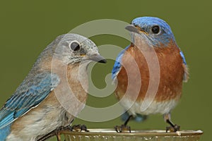 Pair of Eastern Bluebird