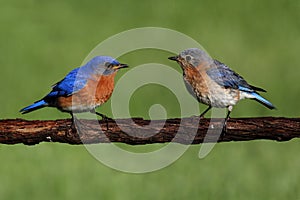 Pair of Eastern Bluebird