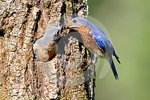 Pair of Eastern Bluebird Sialia sialis by a nest hole