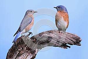 Pair of Eastern Bluebirds
