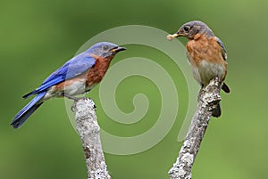 Pair of Eastern Bluebirds