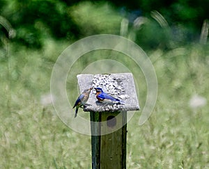 A Pair of Eastern Bluebirds