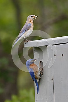 Pair of Eastern Bluebirds at Nestbox