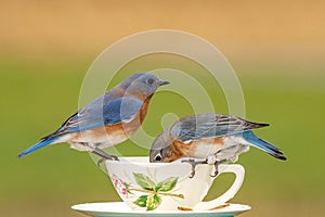 Tea for Two