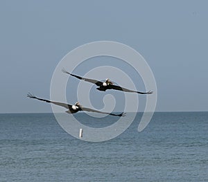 A Pair of Eastern Brown Pelicans Gliding Over The Gulf Of Mexico