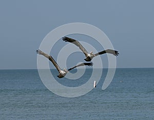 A Pair of Eastern Brown Pelicans Over The Gulf of Mexico