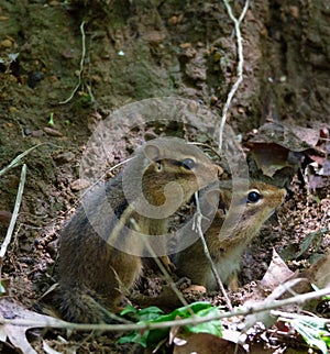 Pair of Eastern Chipmunks