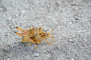 A pair of Eastern lubber grasshopper mating on the Anhinga trail.Everglades National  Park.Florida.USA