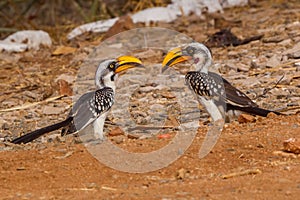 Pair Eastern Yellow-billed Hornbills - Tockus flavirostris