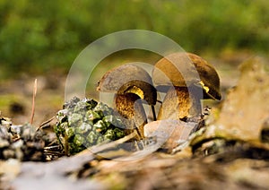 Pair of edible boletuses in dry leaves