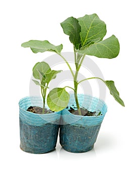 A pair of eggplant Solanum melongena seedlings ready to be transplanted into a home garden