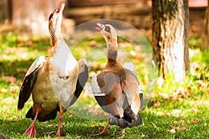 Two Egyptian geese or Alopochen aegyptiacus in nature