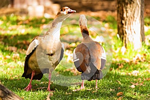 Two Egyptian geese or Alopochen aegyptiacus in nature