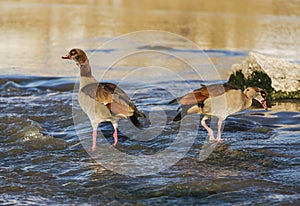 A pair of Egyptian geese fishing
