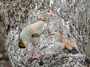 Pair of Egyptian Geese in a Large Tree