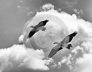 Pair of Egyptian Geese Soaring Through Cloud Filled Sky