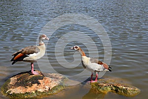 A pair of Egyptian geese standing in water