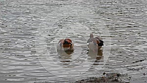Pair of Egyptian geese swimming off together