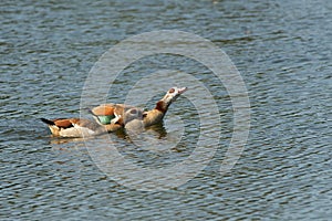 Pair of Egyptian Goose  Alopochen aegyptiaca  swimming on peaceful lake