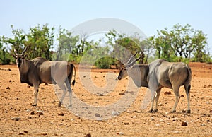 Pair of Eland on the dry dusty African Savannah