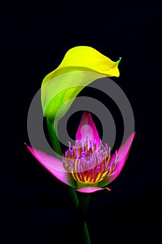 Pink asian water lily and a classic yellow calla lily against black background