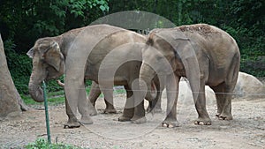 pair of elephants