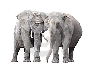 Pair of elephants