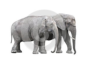 Pair of elephants