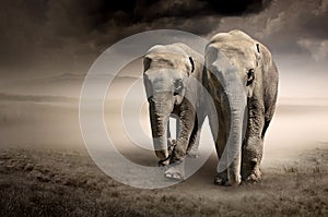 Pair of elephants in motion