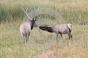 Pair of Elk